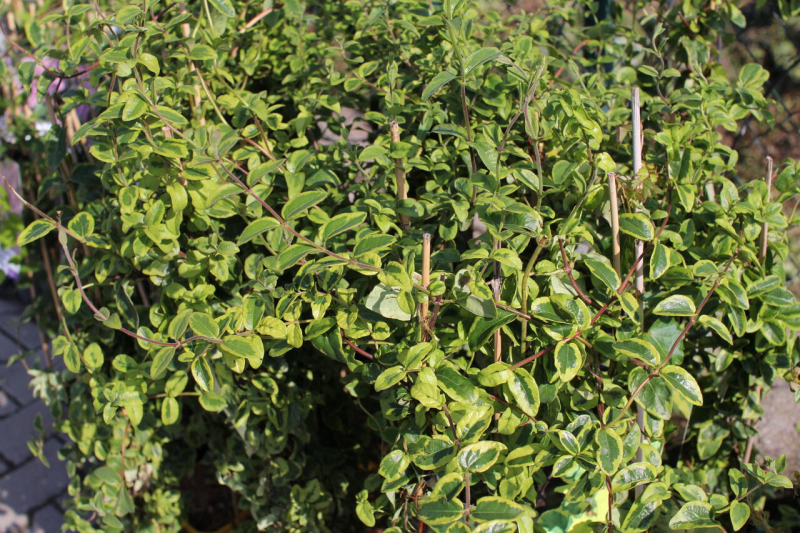 Zemolez japonský ´Kogel-Mogel ´