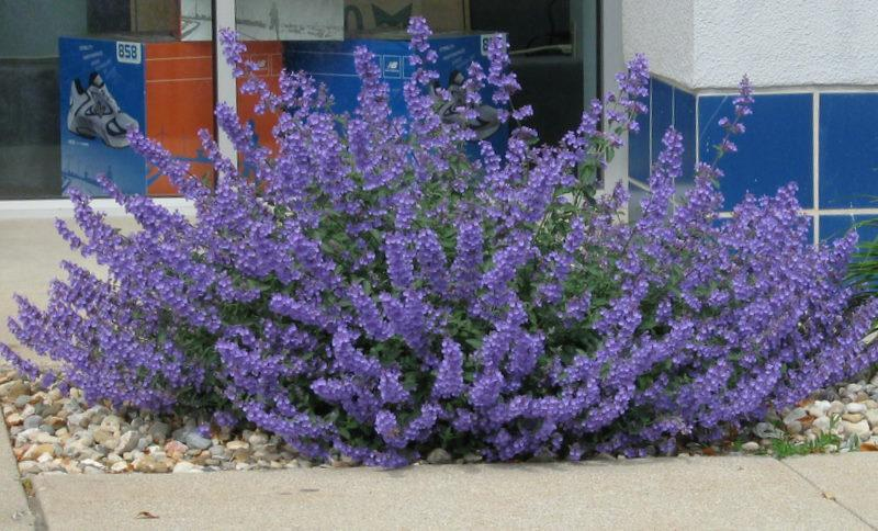 Kocúrnik ´Walker´s Low´