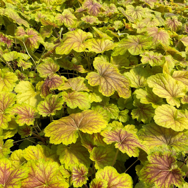 Heuchera ´Delta Down´