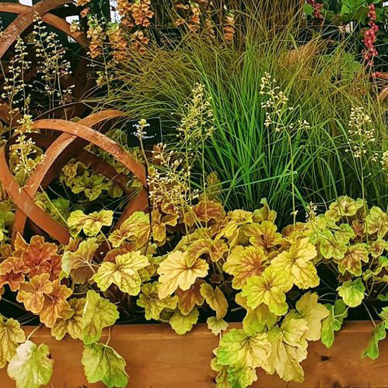 Heuchera ´Delta Down´