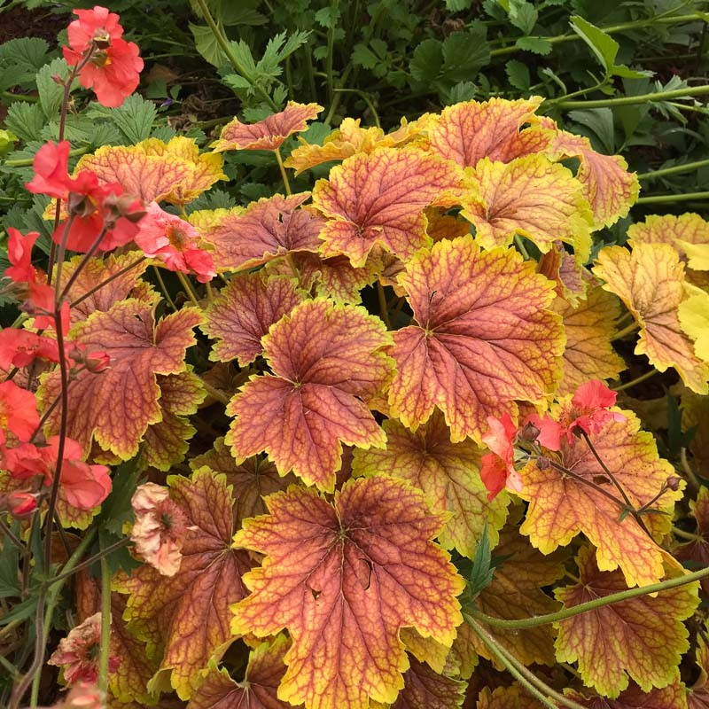 Heuchera ´Delta Down´