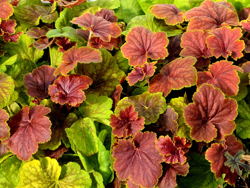 Heuchera ´Delta Down´