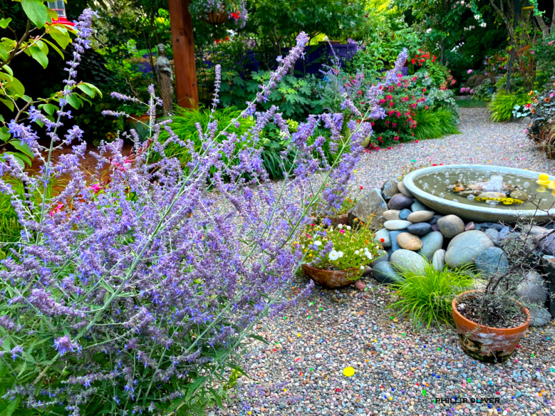 Perovskia ´Russian Sage´