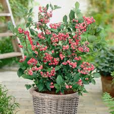 Čučoriedka kanadská ´Pink Lemonade´