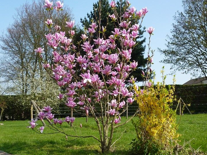 Magnolia ´Andre Leroy´