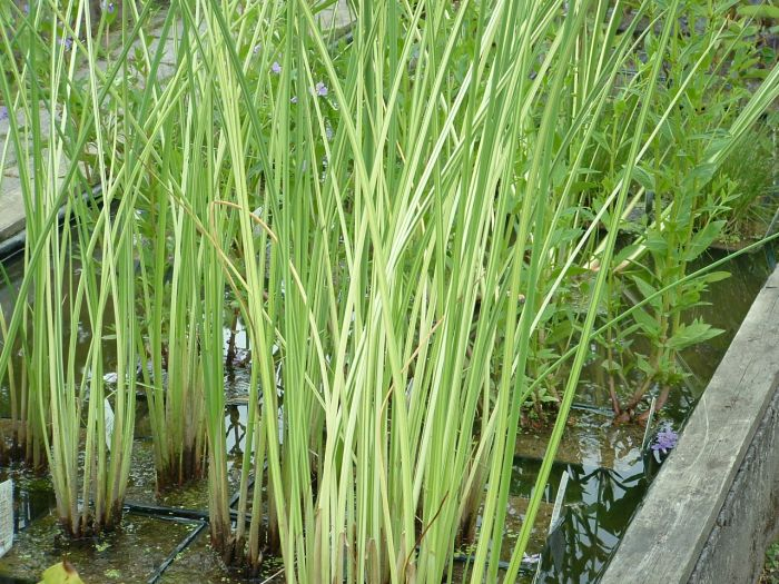 Škripinec jazerný ´Albescens´