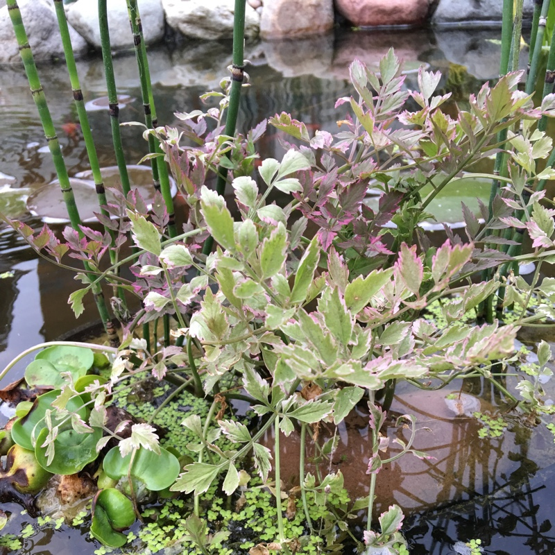 Halucha dutá ´Flamenco´