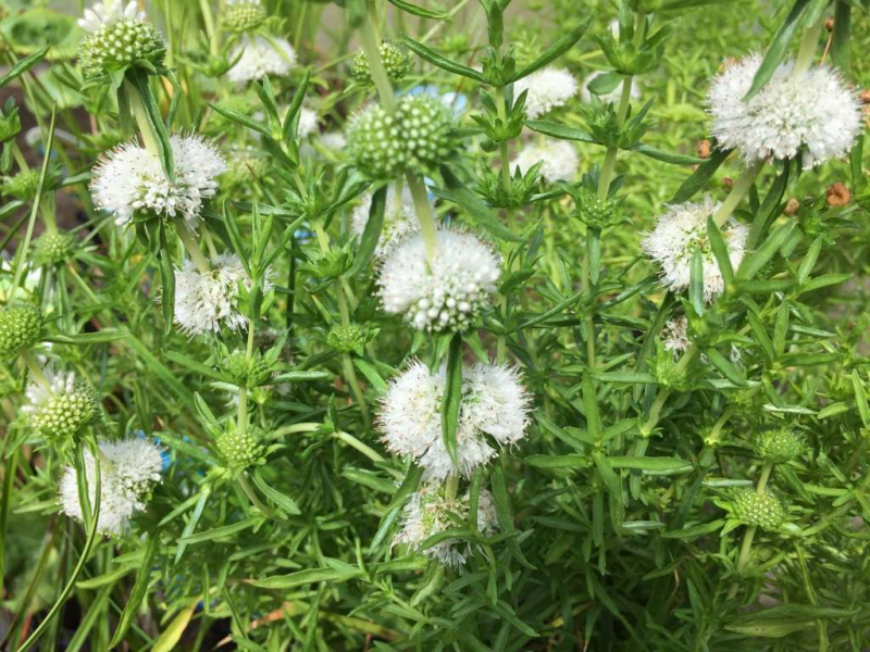 Mäta klasnatá ´Alba´