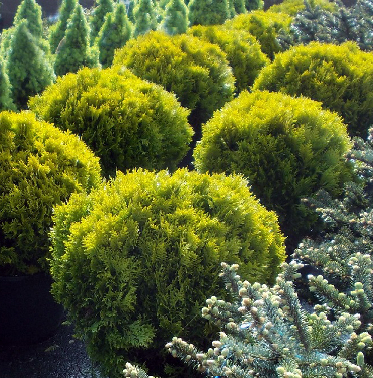 Tuja západná "Mirjam"