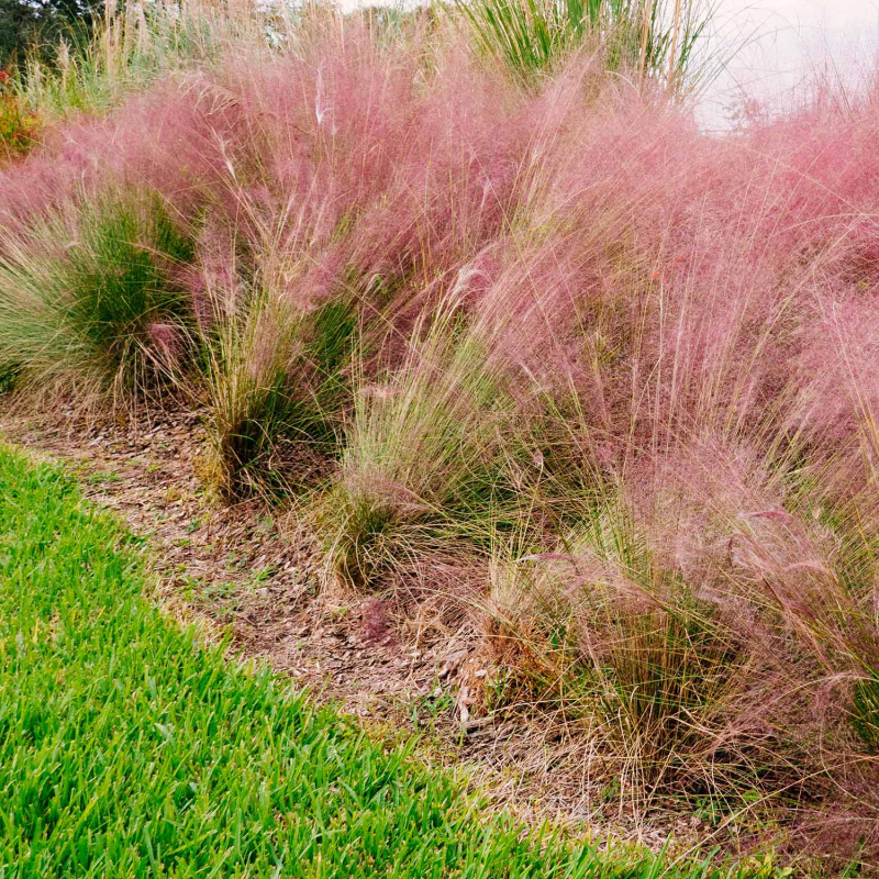 Muhlenbergia capillaris