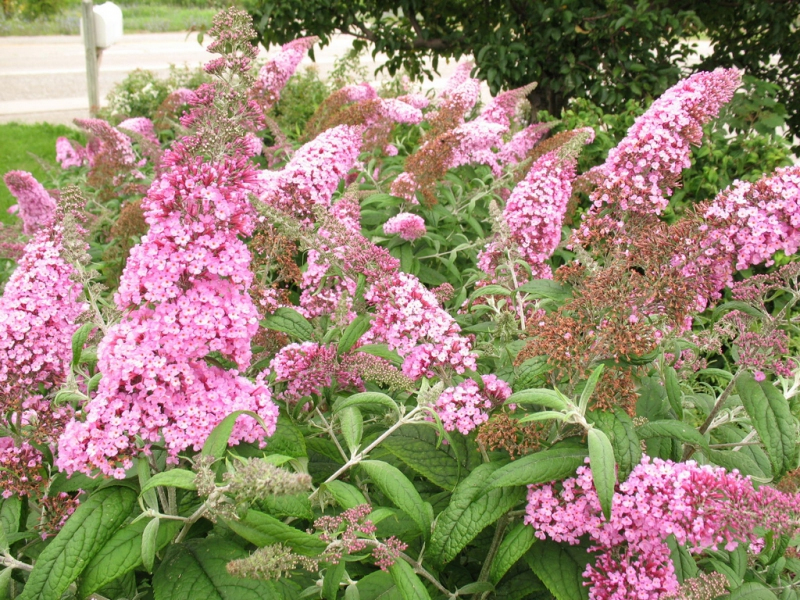 Budleja davidii ’Pink Delight’ 9x9