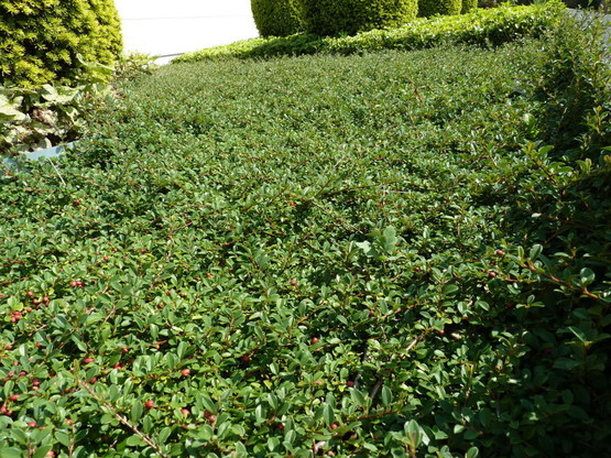 Skalník ’Eichholz’ 9x9