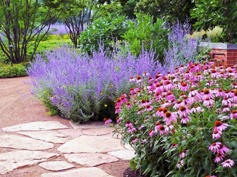 Perovskia ´Blue Spire´