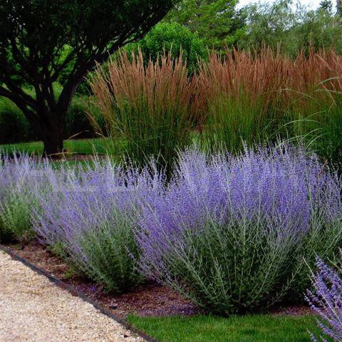 Perovskia ´Blue Spire´