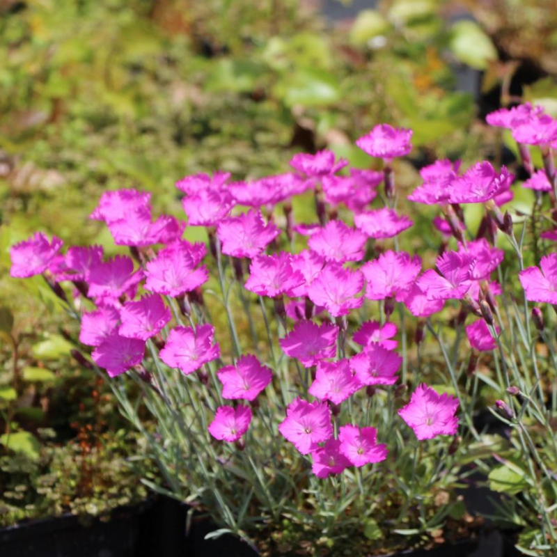 Klinček ´Amarant´