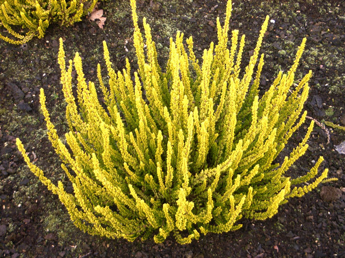 Vres obyčajný ´Zeta´