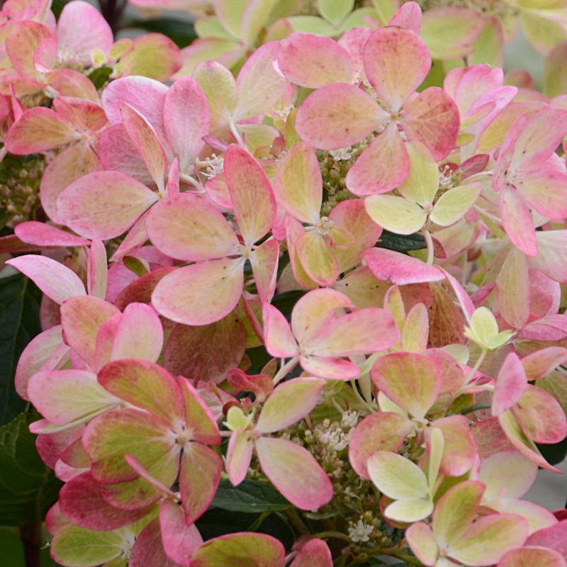 Hortenzia metlinatá ´Pastelgreen´