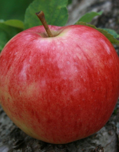 Jabloň ´Discovery´ letná, podp. A2, voľnok