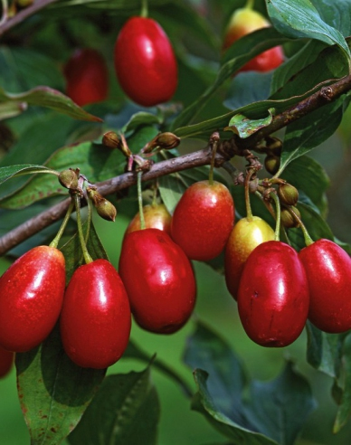 Drieň obyčajný ´Jolico´, voľnok.