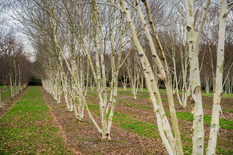 Breza himalájska ´JACQUEMONTII´   viackmeň  175/200cm