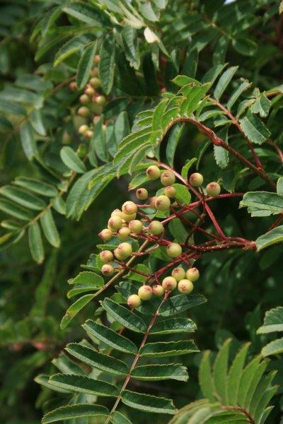 Jarabina ´Biela´ Stromčeková, voľnok