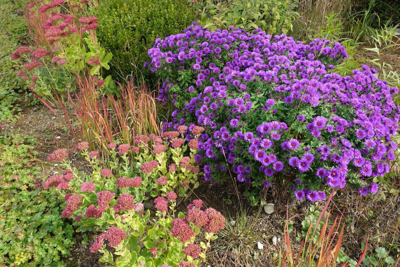 Astra  ´Purple Dome ´