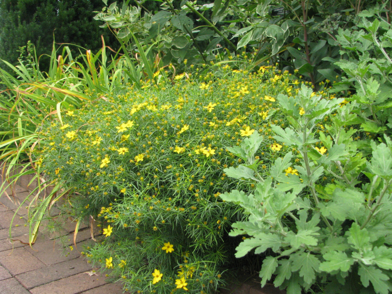 Kráska praslenová ´Zagreb´