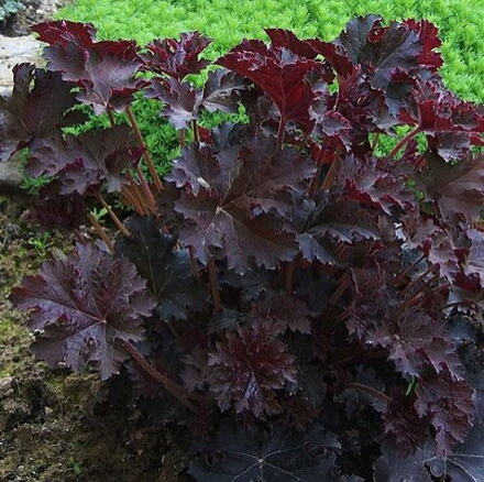 Heuchera Palace Purple