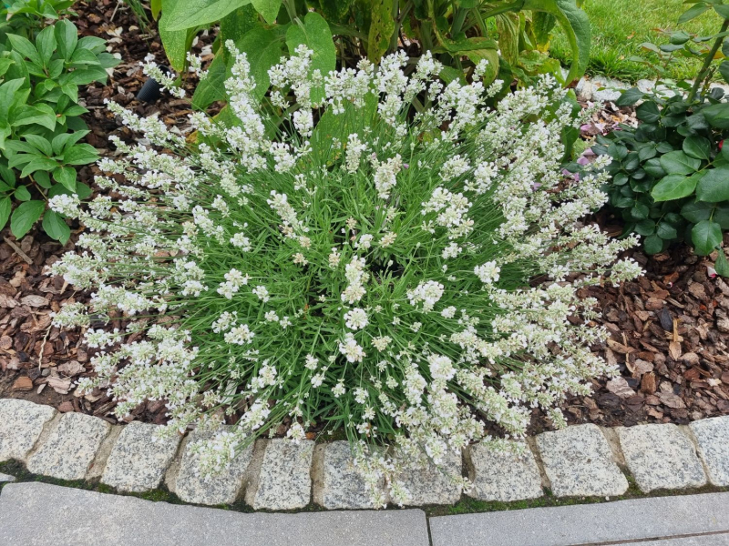 Levanduľa ’Edelweiss’