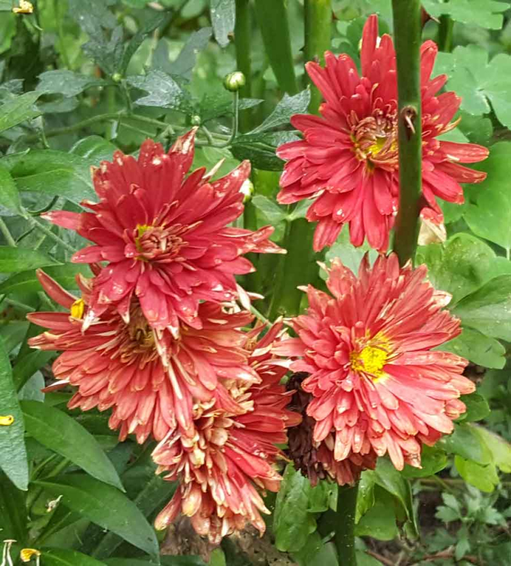 Chryzantéma ´Red Velvet´