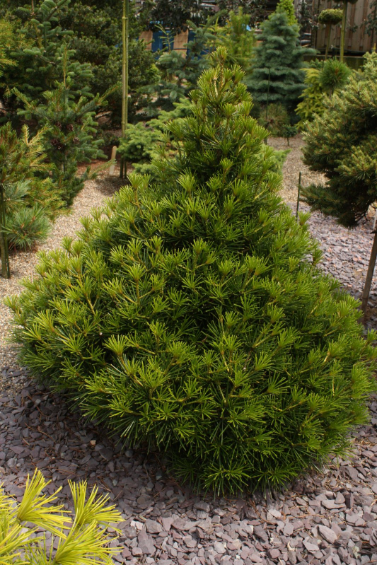 Dáždnikovec praslenovitý  100/125cm