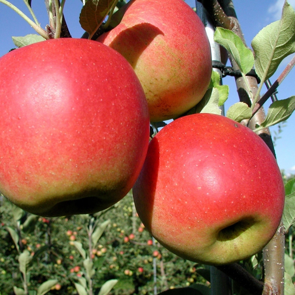 Jabloň ´Prima´jesenná, podpn. MM106, voľnok.