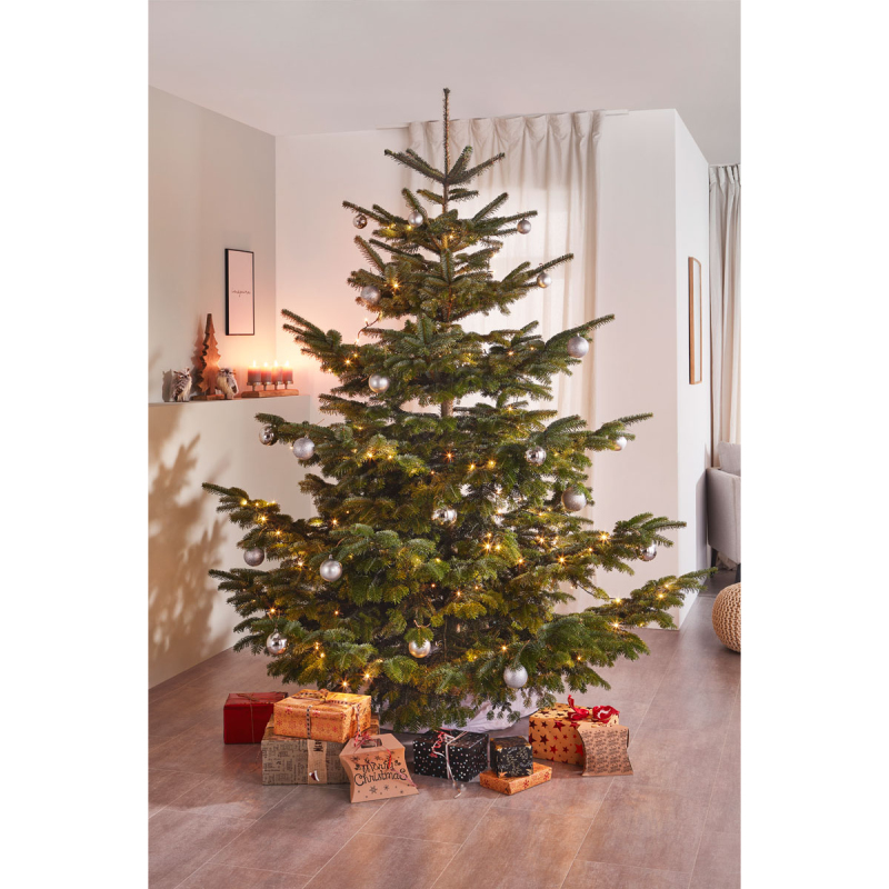 Jedľa normandská (kaukazská)   EXELLENT  REZANÁ 250/300cm