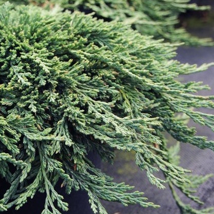 Borievka rozprestretá ´Pancake´