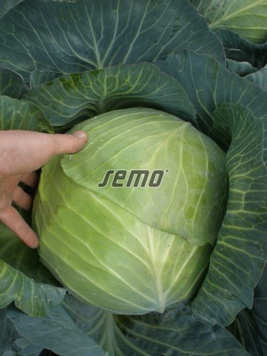 Semo Kapusta hlávková ´Portoza´