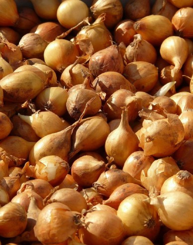 Cibuľa sadzačka ´Všetana´  10/21  0,50kg