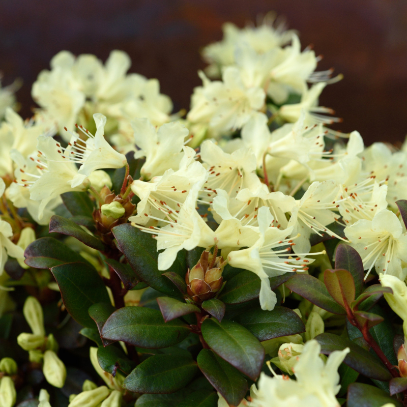 Rododendrón ´Princess Anne´