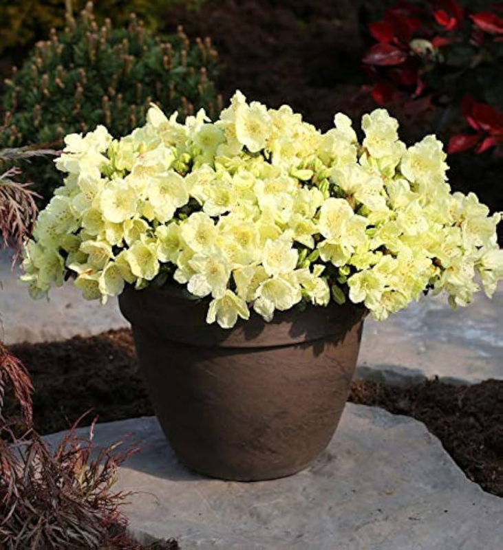 Rododendrón ´Wren´