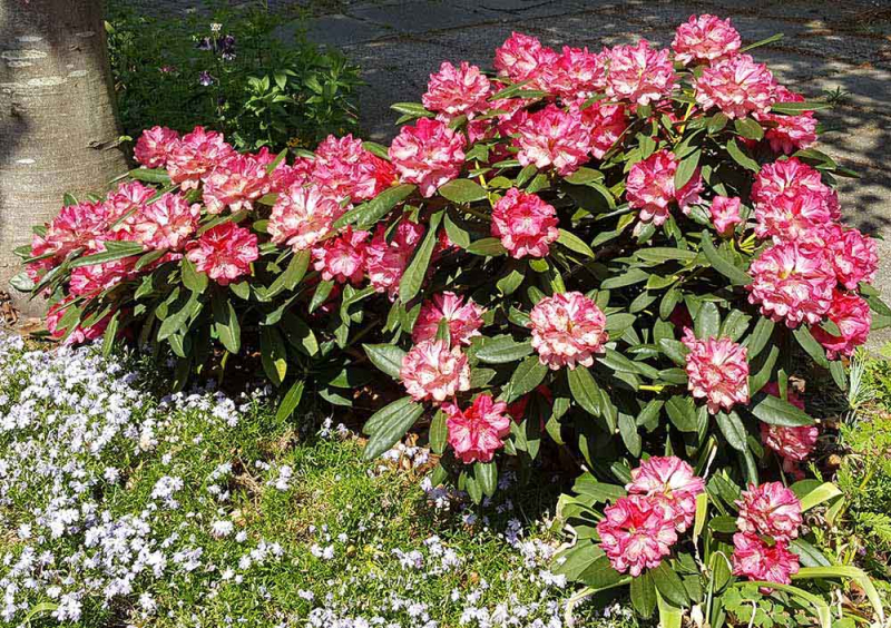 Rododendrón ´Sneezy´