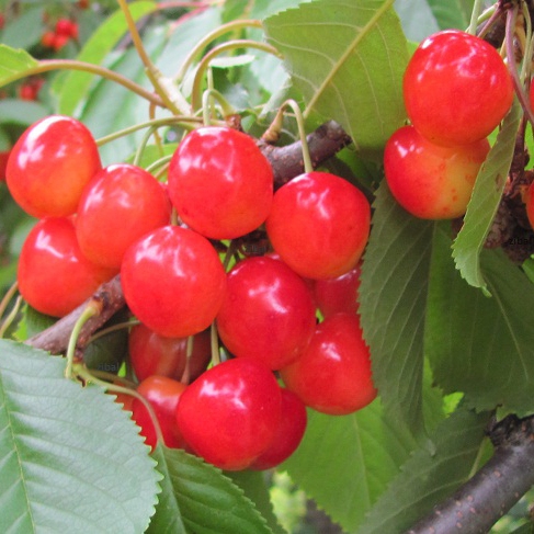 Višňa ´Kráľovná hortenzia´, podp. Gisela5, kont. 5l