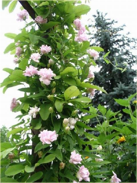 Opletník brečtanolistý ’Multiplex’