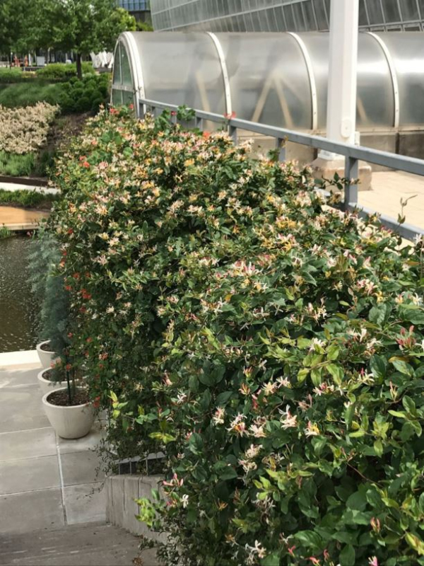 Zemolez japonský "Purpurea"