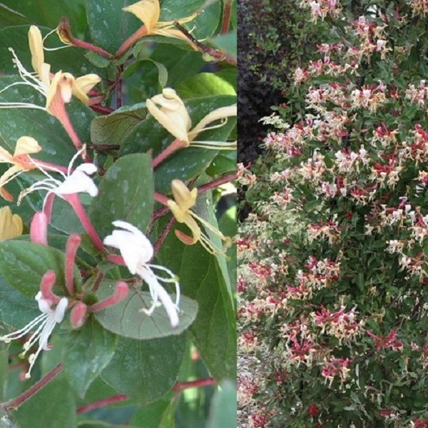 Zemolez japonský "Purpurea"