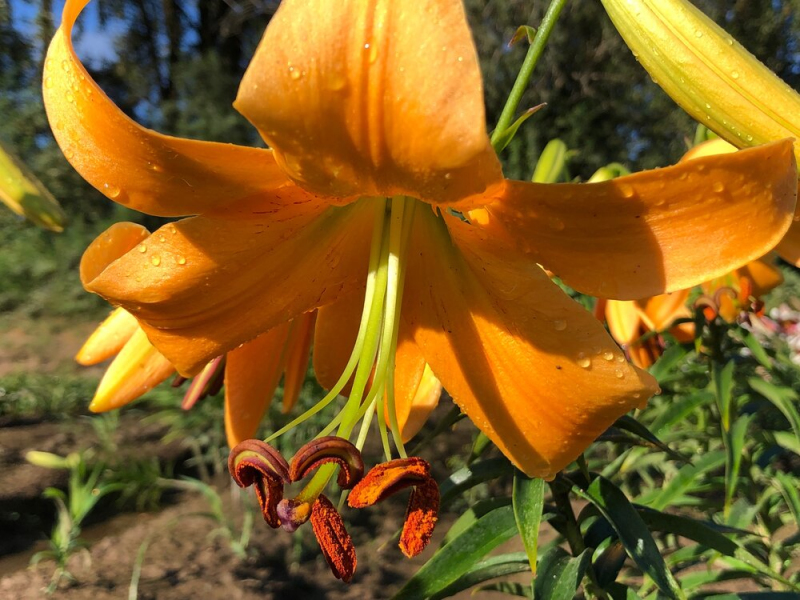 Ľalia ´Orange Space´