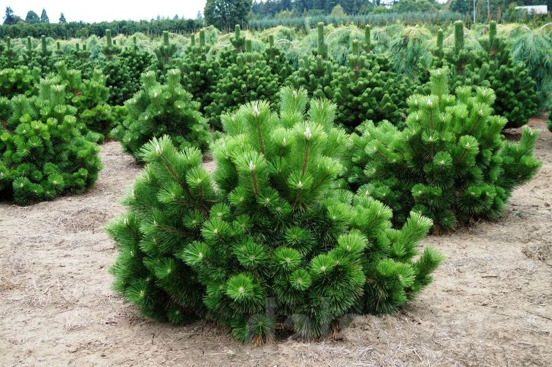 Borovica thunbergová Thunderhead