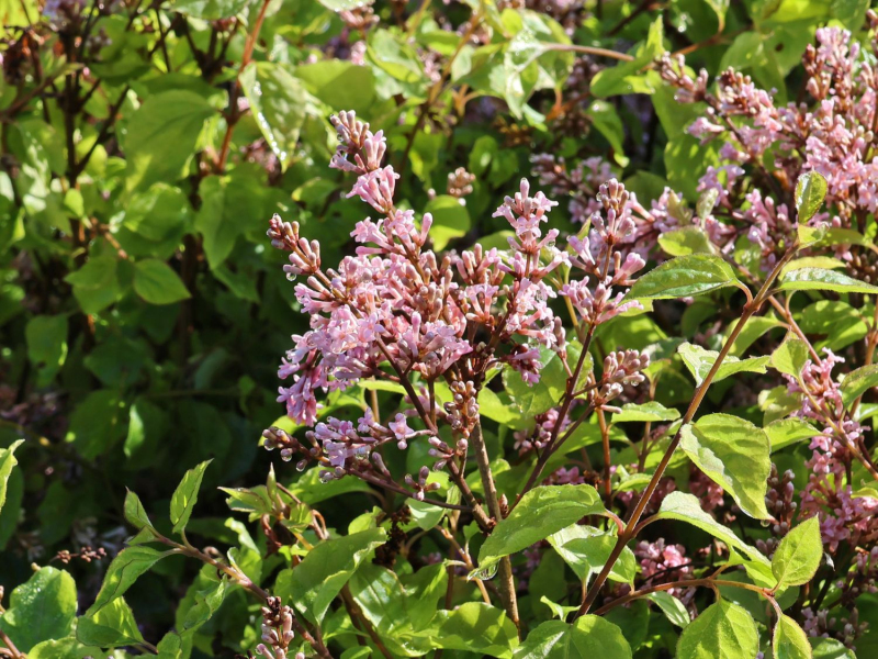 Orgován meyerov ’Flowerfesta’ Pink