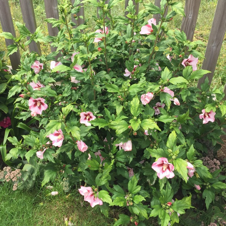 Ibištek sýrsky ´Hamabo´