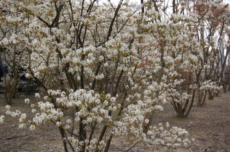 Muchovník Lamarckov viackmenný