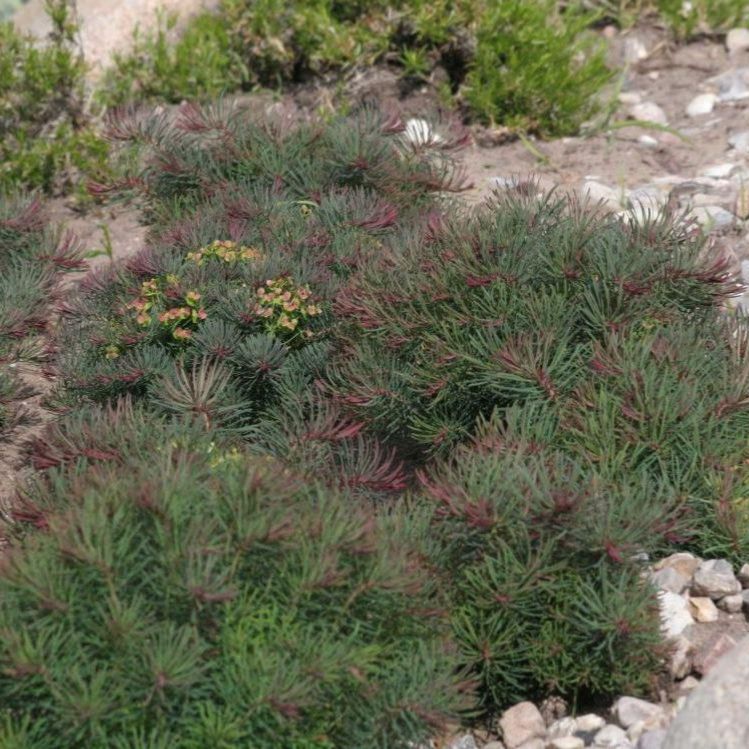 Mliečnik cyparissias ’Fens Ruby’
