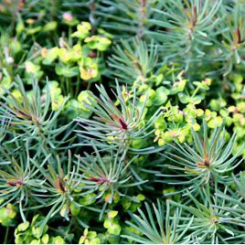 Mliečnik cyparissias ’Fens Ruby’